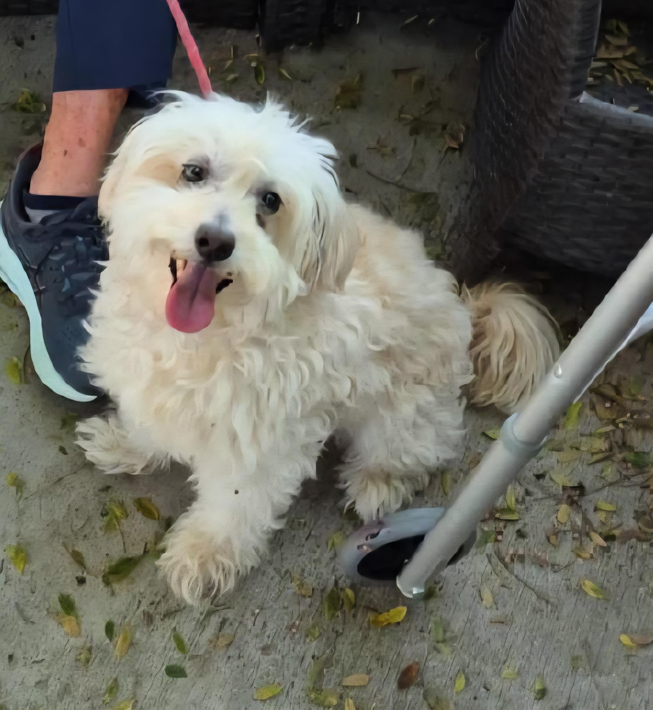 Enlarge Lucky Snow, a Adopted Maltipoo in Newport Beach, CA image 5/5