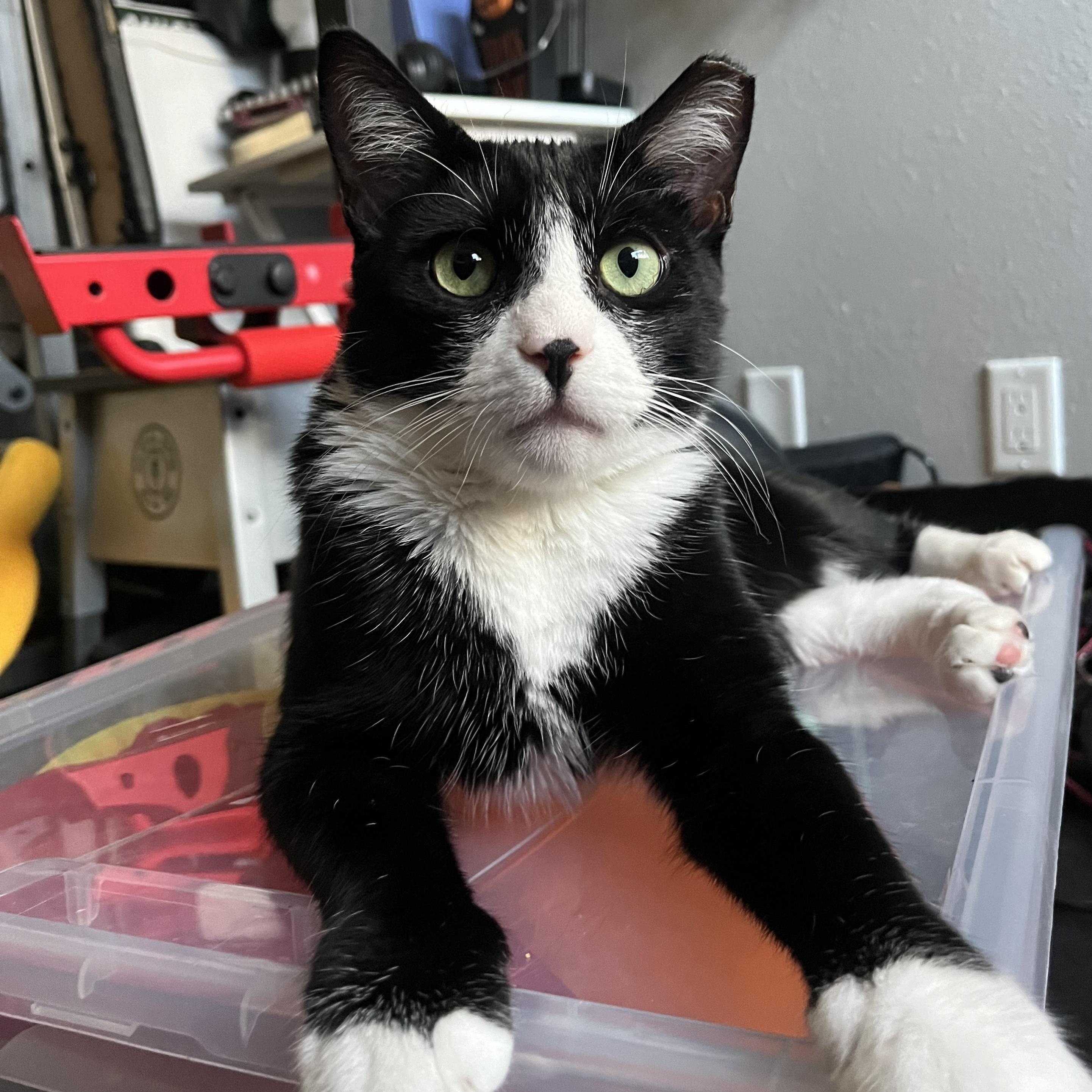 Jack, a Adoptable Tuxedo in Monterey Park, CA image 1/4