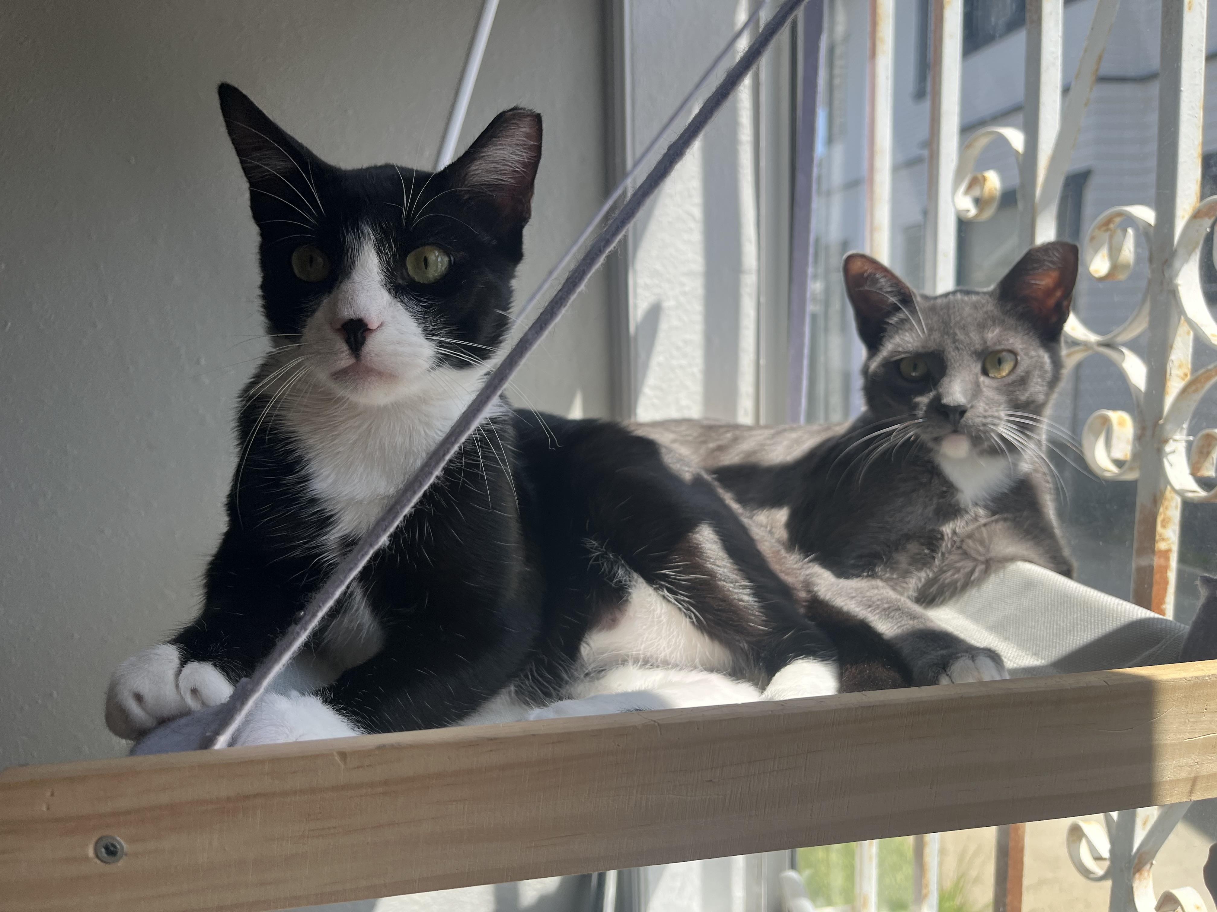 Jack, a Adoptable Tuxedo in Monterey Park, CA image 3/4