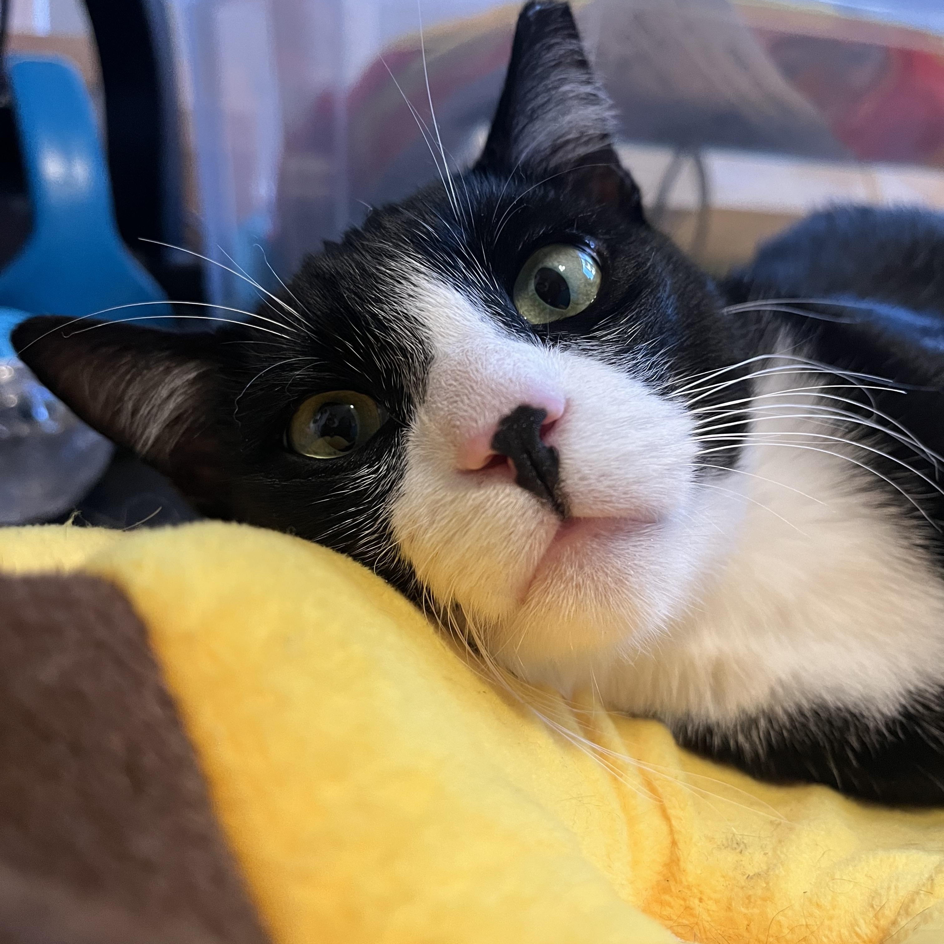 Jack, a Adoptable Tuxedo in Monterey Park, CA image 4/4