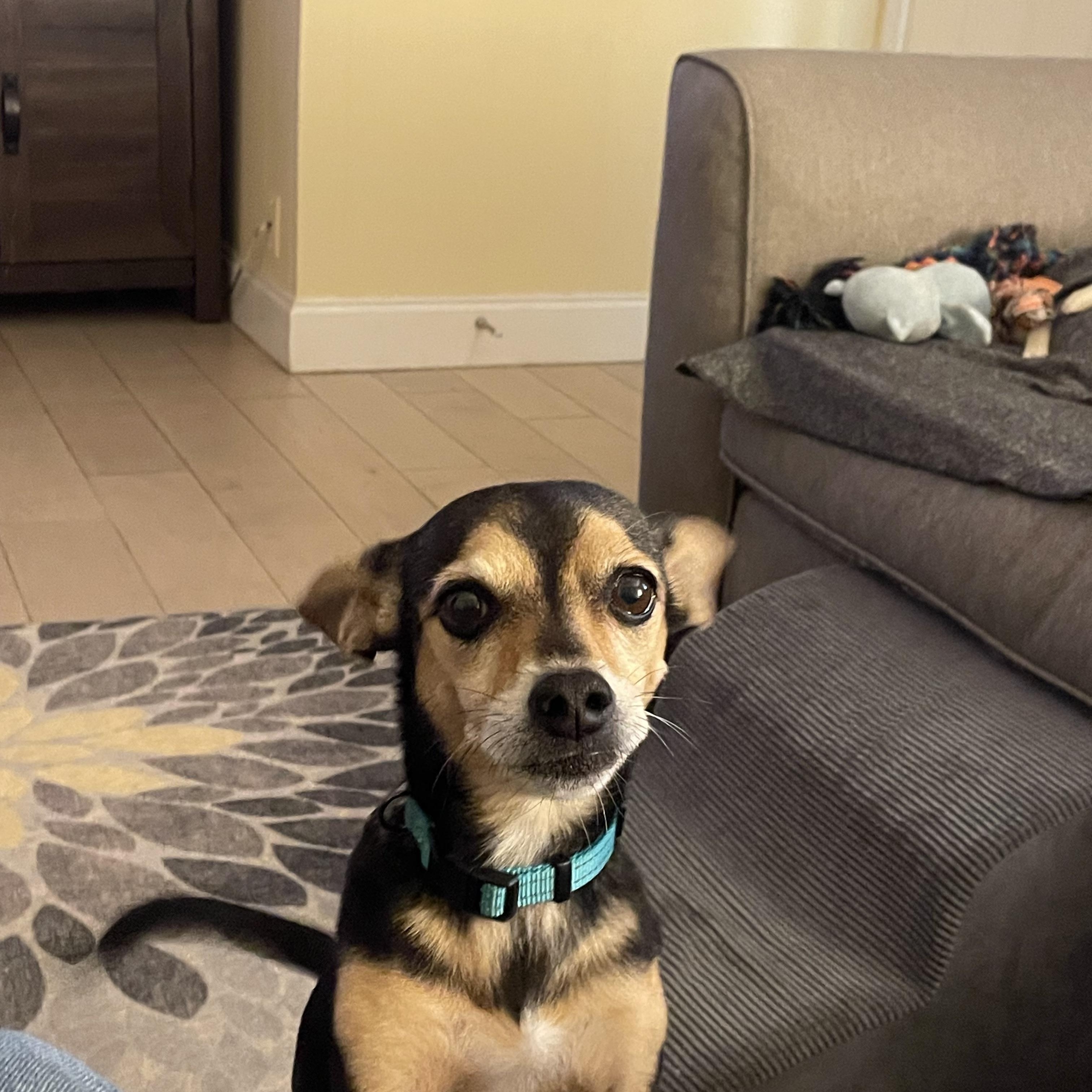 Enlarge Jimmy, a Adoptable mixed breed in Temple, TX image 4/4
