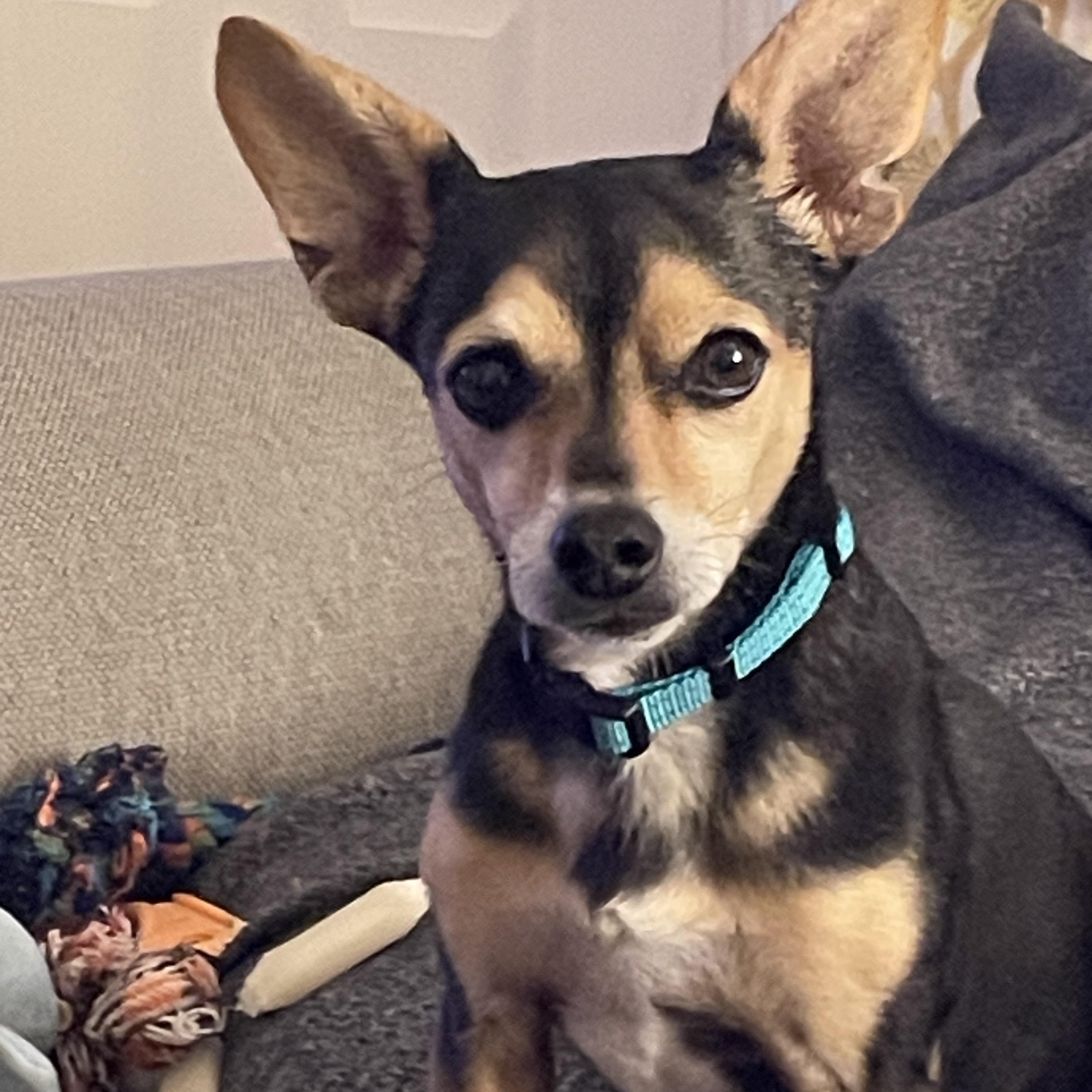 Jimmy, Adoptable, Senior Male Chiweenie.