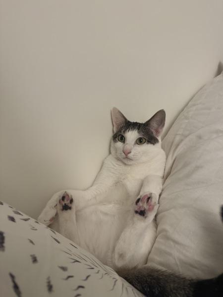 Kira, Adoptable, Adult Female Domestic Short Hair.