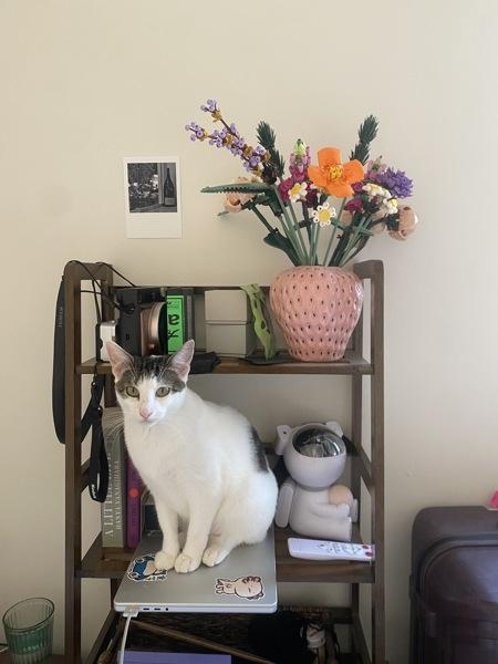 Kira — thumbnail 2