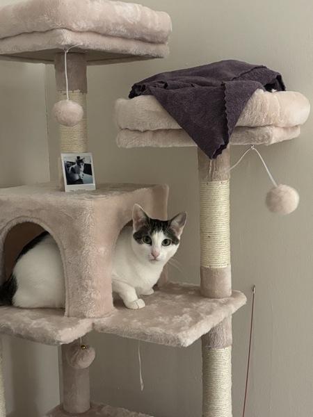 Kira — thumbnail 3