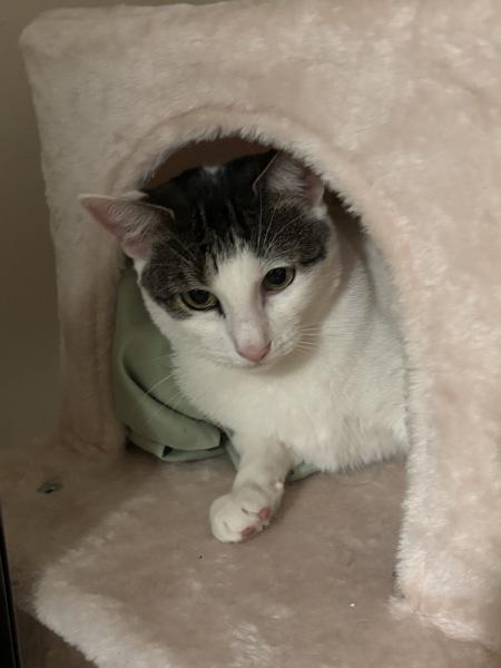 Enlarge Kira, a Adoptable mixed breed in New York, NY image 6/6