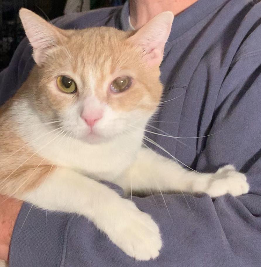 Enlarge Skeeter, a ADOPTABLE American Shorthair in Dixon, CA image 3/4