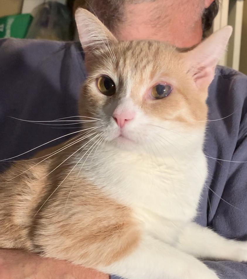Enlarge Skeeter, a ADOPTABLE American Shorthair in Dixon, CA image 2/4