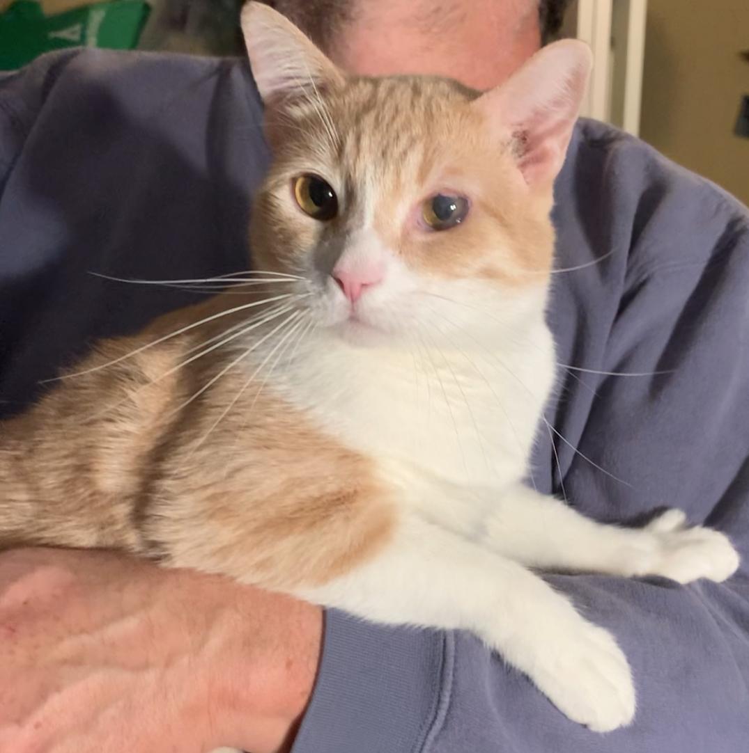 Skeeter, ADOPTABLE, Adult Male American Shorthair.