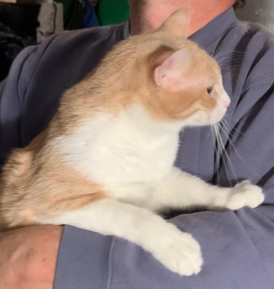 Enlarge Skeeter, a ADOPTABLE American Shorthair in Dixon, CA image 4/4