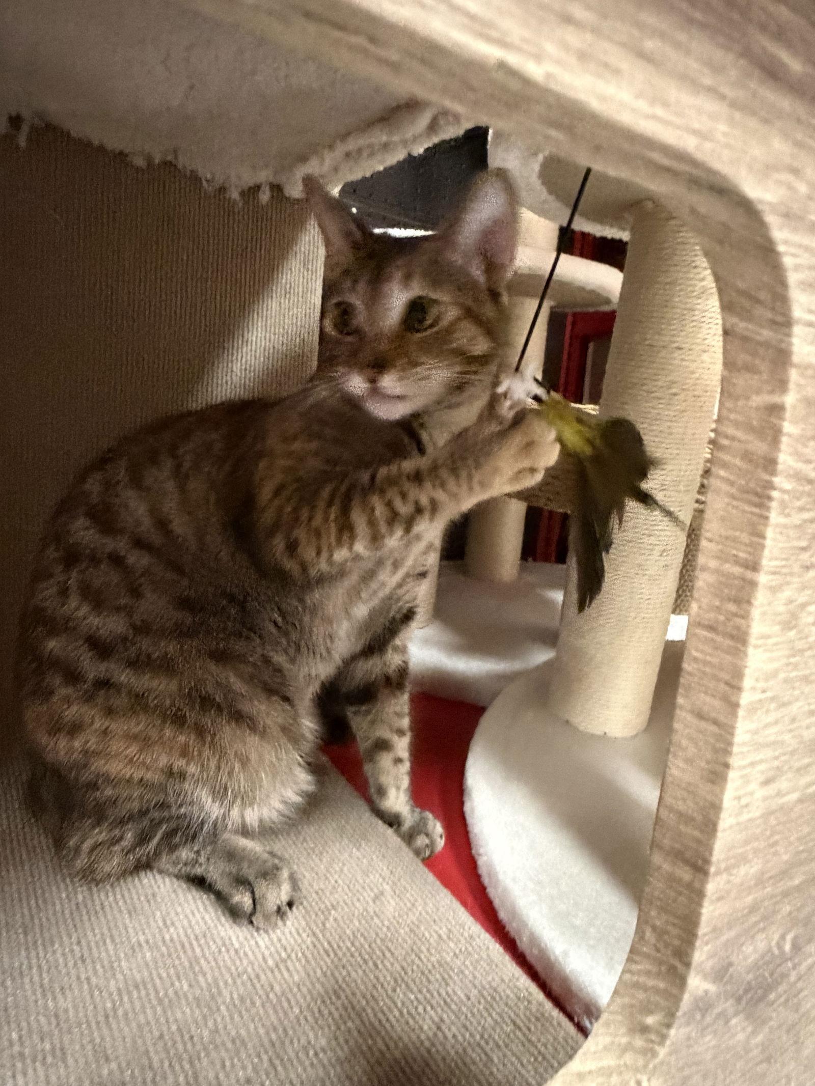 Emily ( Stacy ), Adoptable, Young Female Tabby.