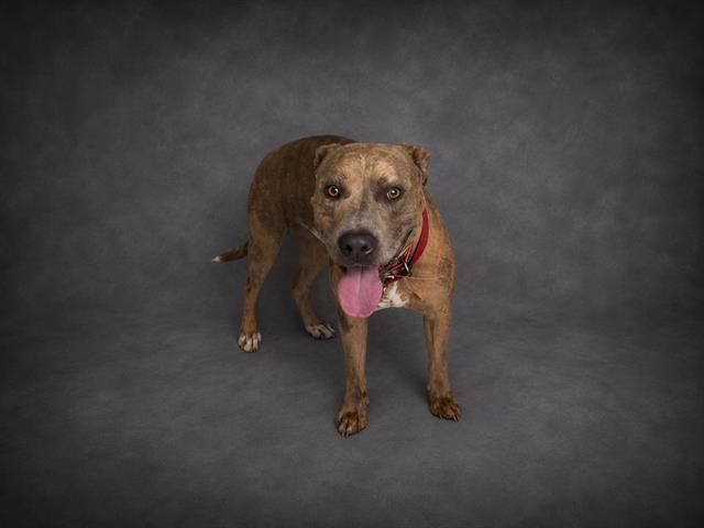 Enlarge PEANUTS, a Adoptable American Bulldog in Winter Haven, FL image 1/1