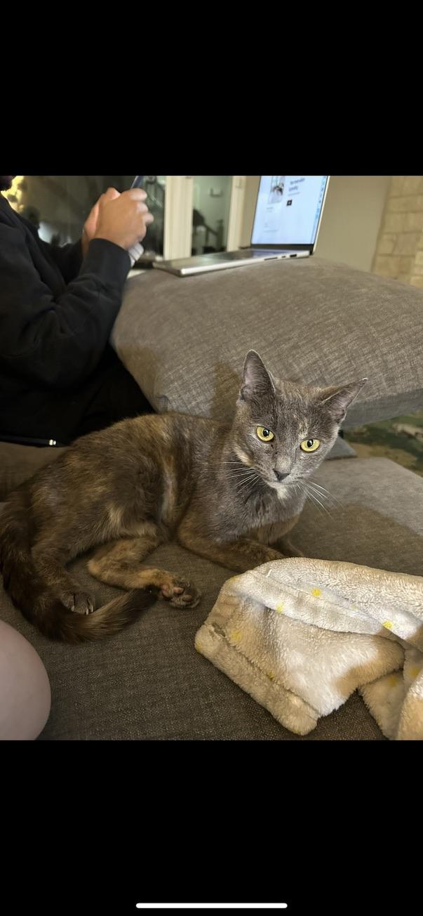 Emely, Adult Female Domestic Short Hair