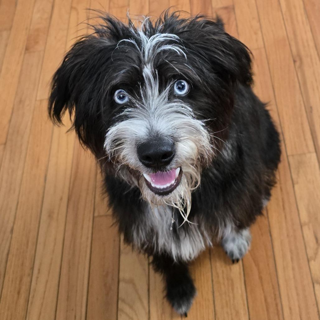 Koala, Adoptable, Young Female Australian Shepherd.