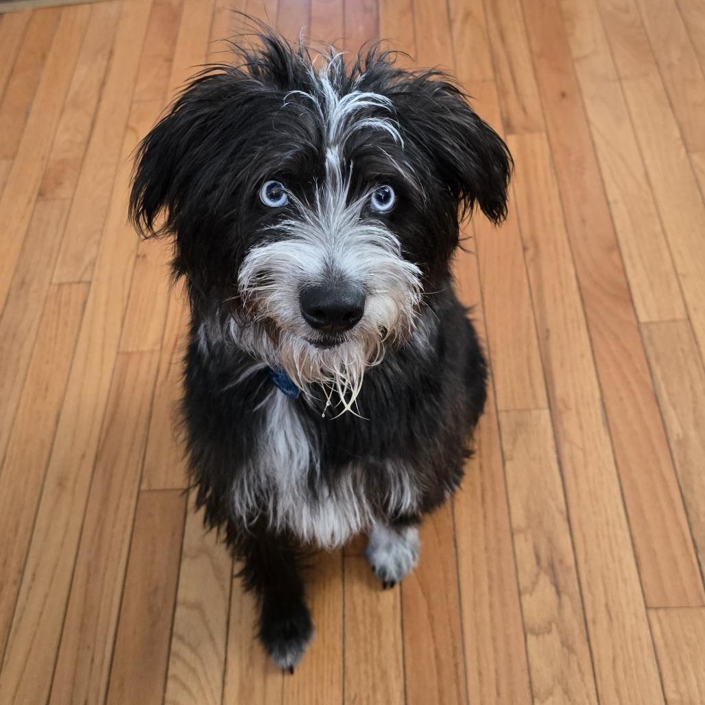 Koala, Adoptable, Young Female Australian Shepherd.
