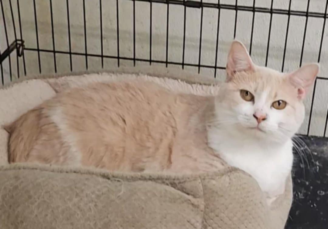 Crissy, Adult Female Domestic Short Hair