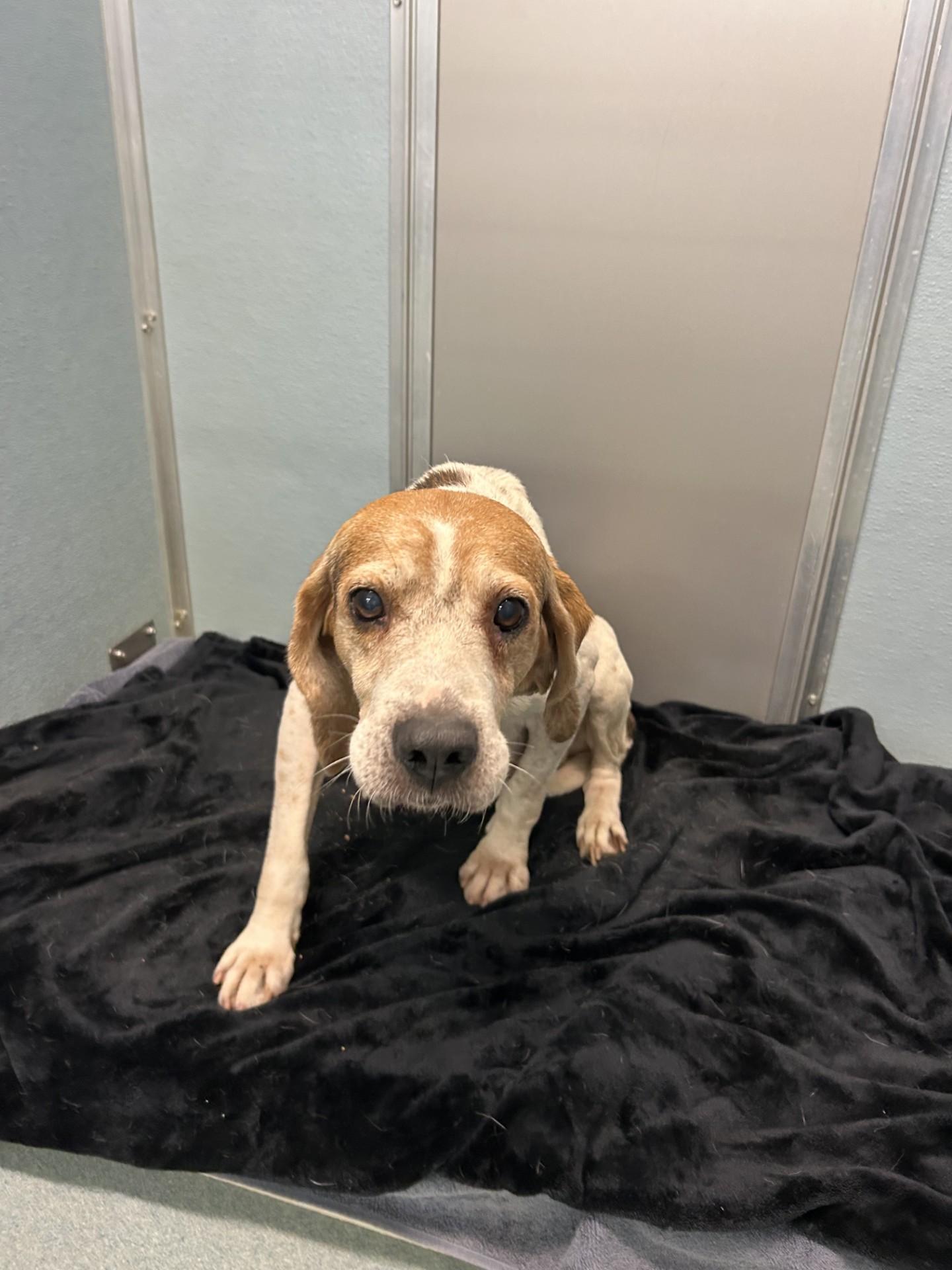 Enlarge Chief, a Adopted mixed breed in Powhatan, VA image 1/1