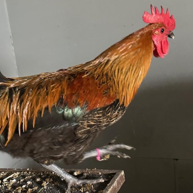 Cornelius (ID 50026), Adoptable, Adult Male Chicken.