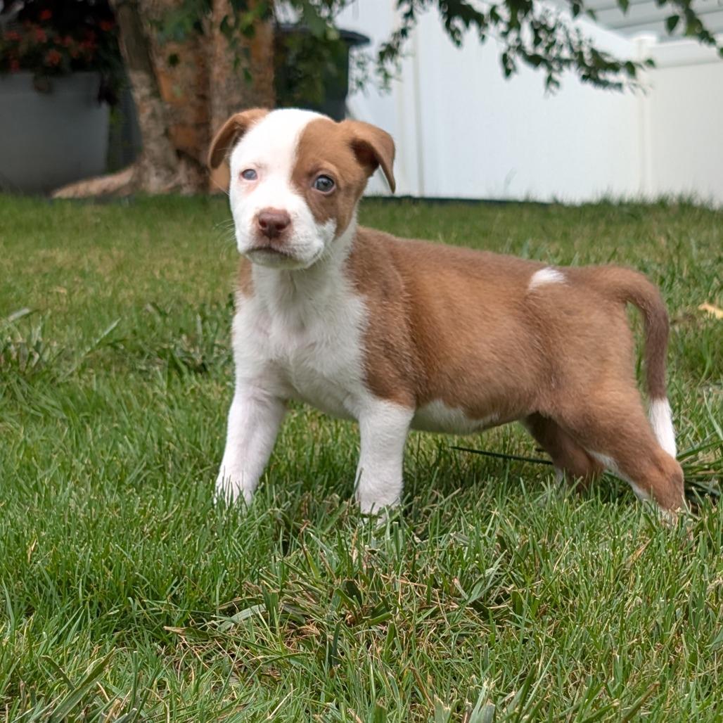 Melon, Adoptable, Puppy Female Pit Bull Terrier & Mixed Breed.