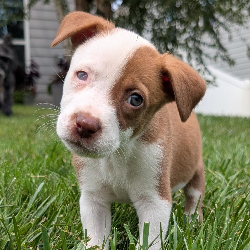 Melon, a Adoptable mixed breed in Durham, NC image 2/4