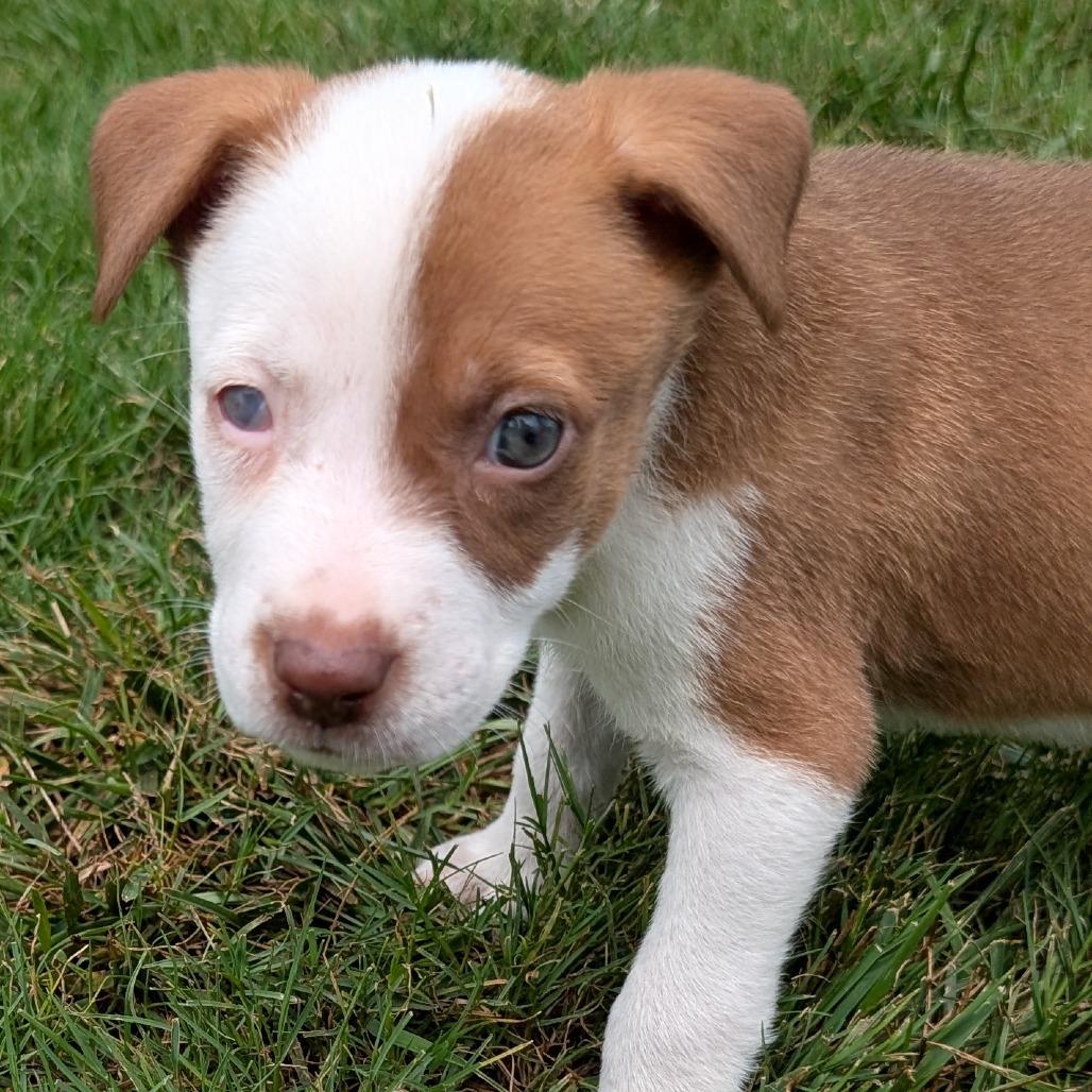 Melon, a Adoptable mixed breed in Durham, NC image 3/4