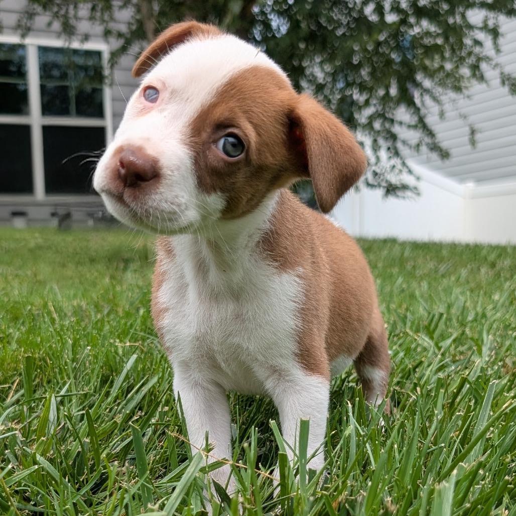 Melon, a Adoptable mixed breed in Durham, NC image 4/4