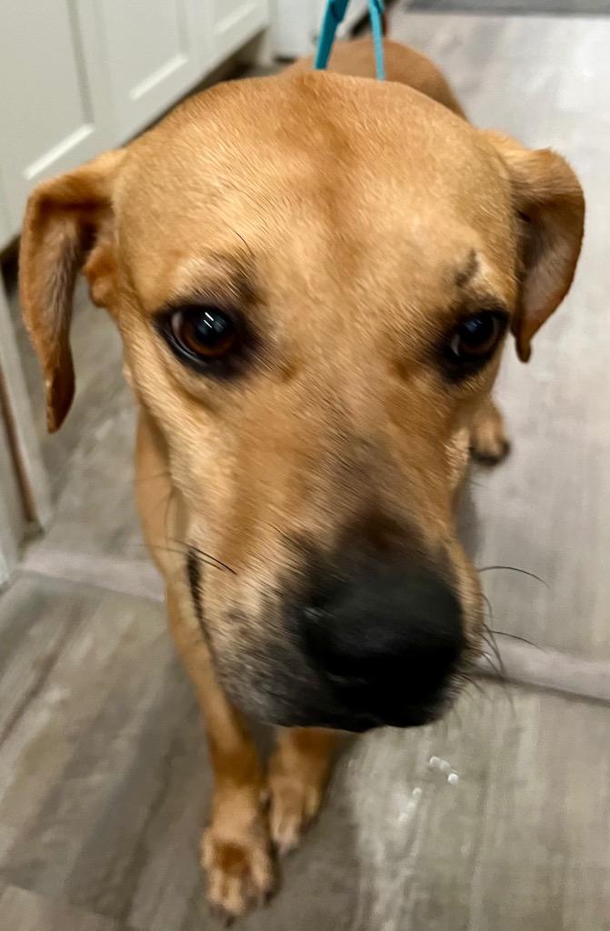 Kai, Adoptable, Adult Male Black Mouth Cur.