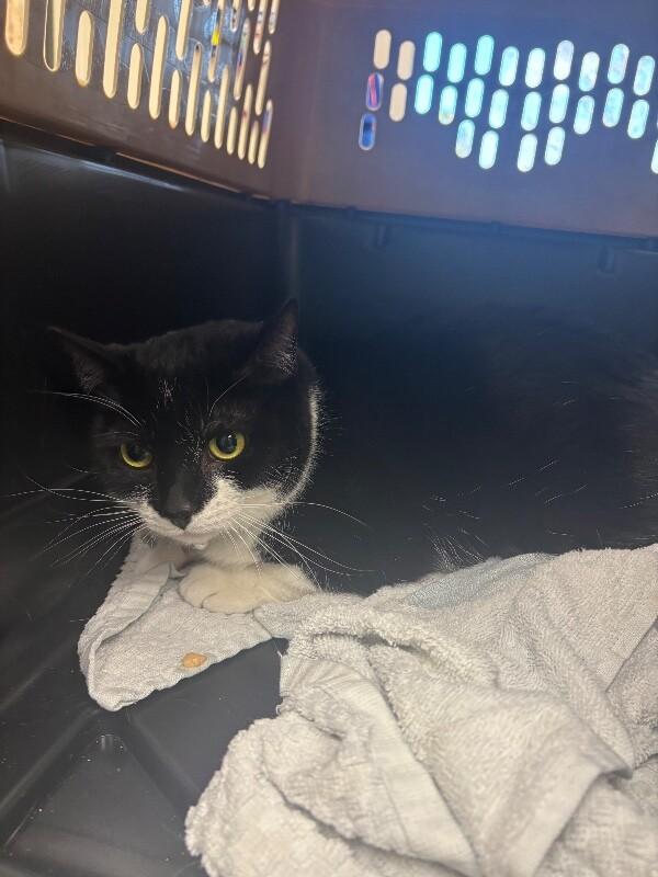 Beatrice, Adoptable, Adult Female Domestic Short Hair.