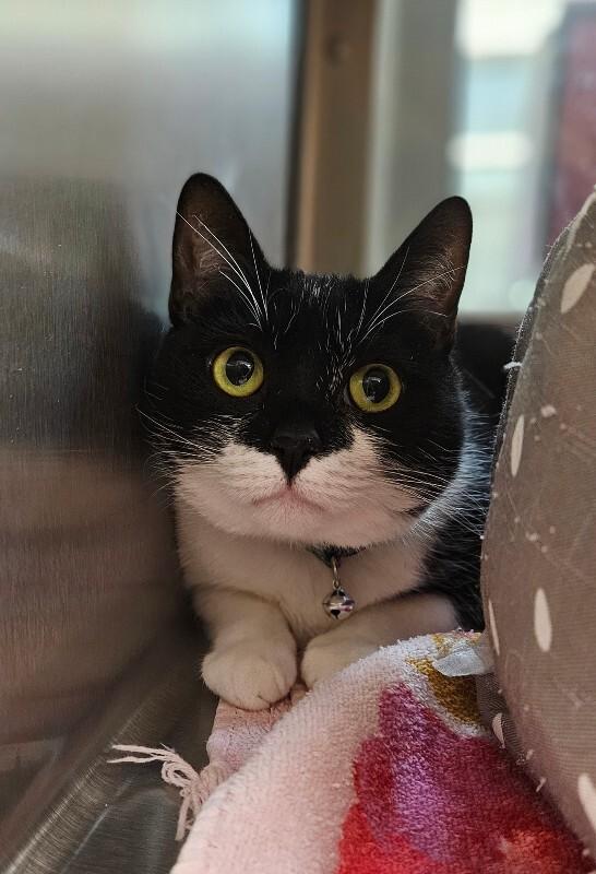 Enlarge Beatrice, a Adoptable Domestic Short Hair in Disputanta, VA image 2/3