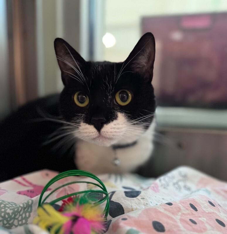 Enlarge Beatrice, a Adoptable Domestic Short Hair in Disputanta, VA image 3/3