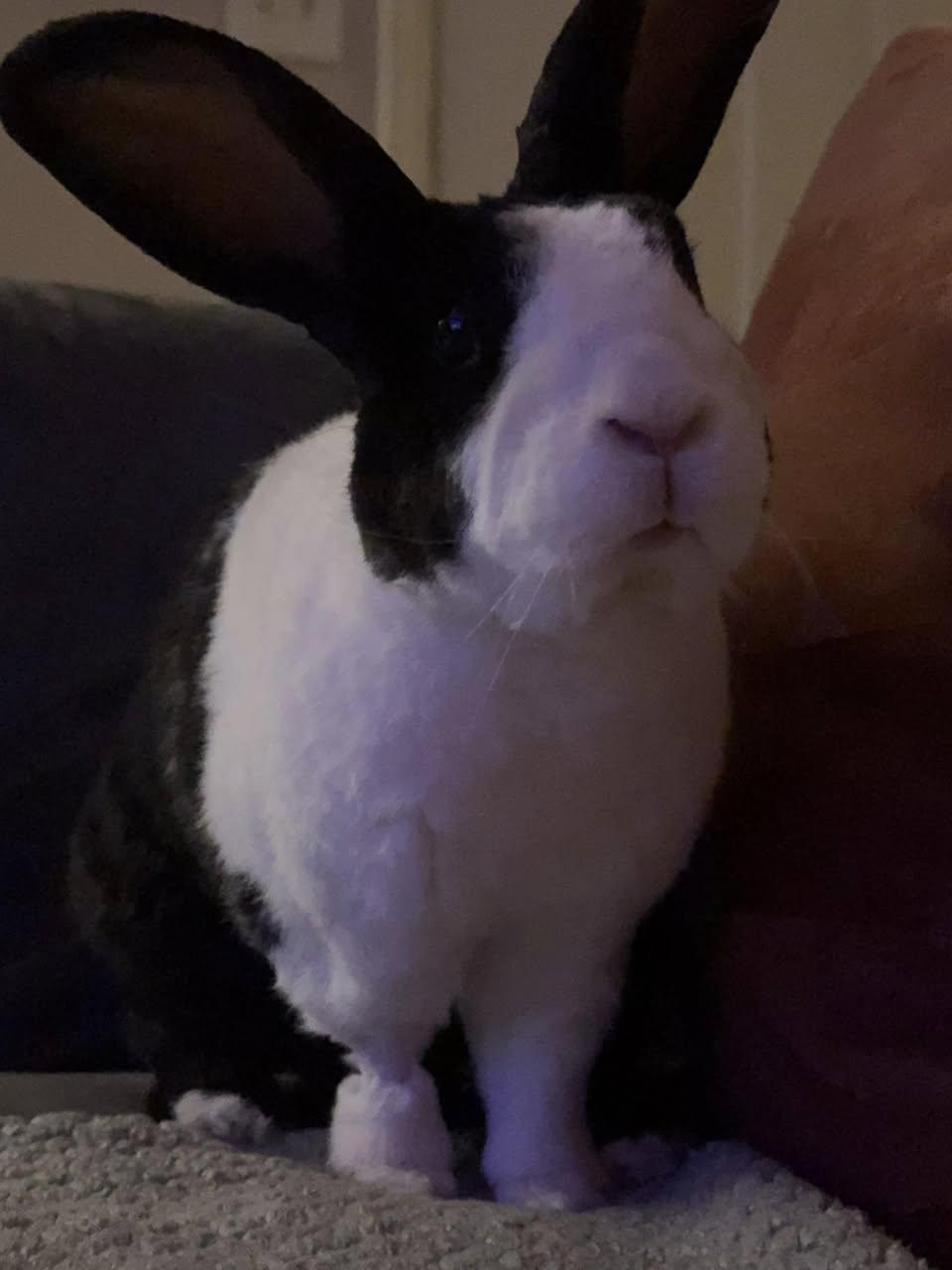 Tux photo 2