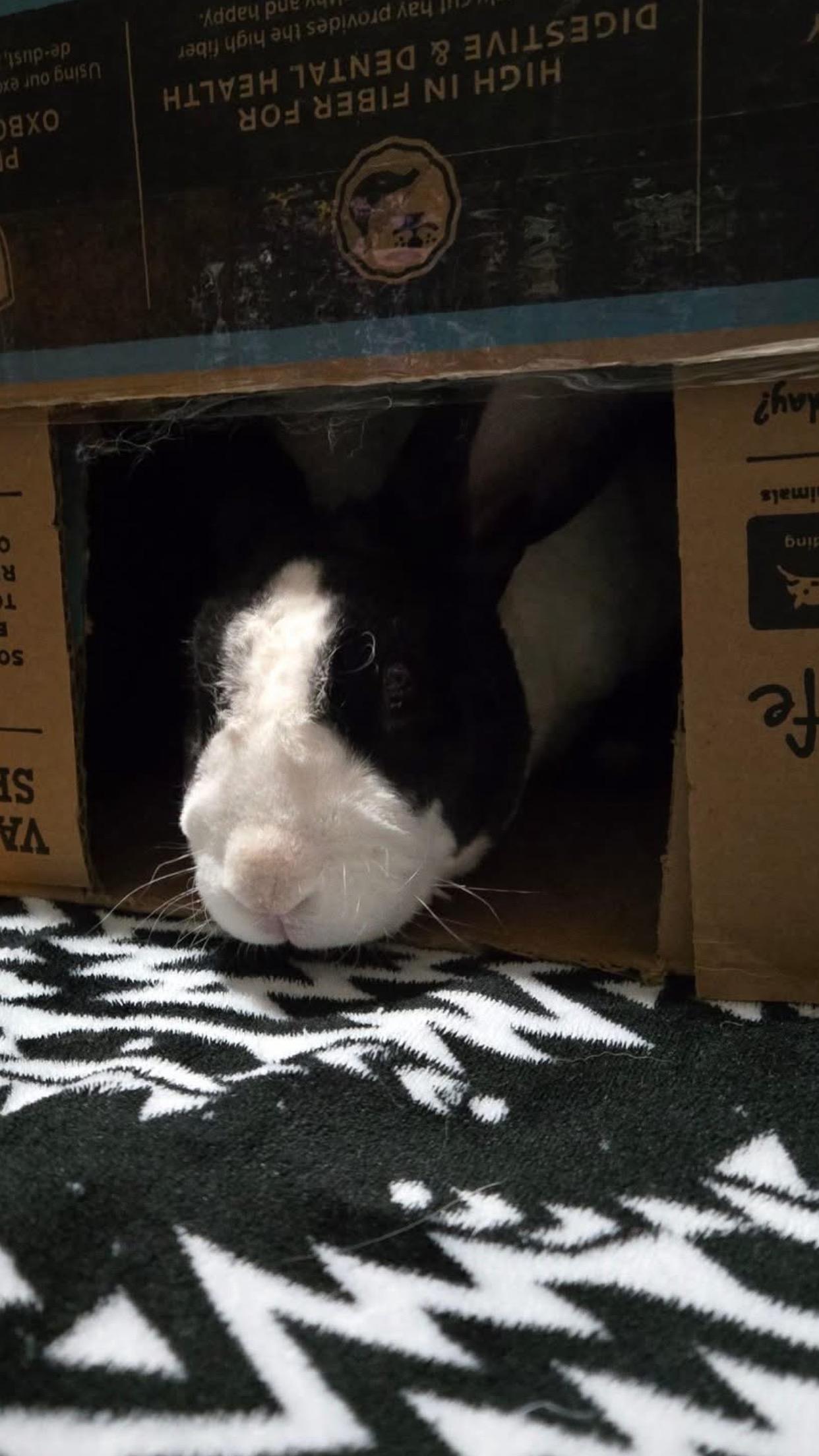Tux photo 4