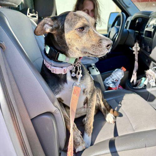 Enlarge Jazzy, a Adoptable Shepherd in Sanford, NC image 2/6