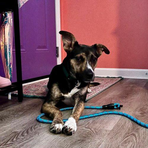 Enlarge Jazzy, a Adoptable Shepherd in Sanford, NC image 3/6