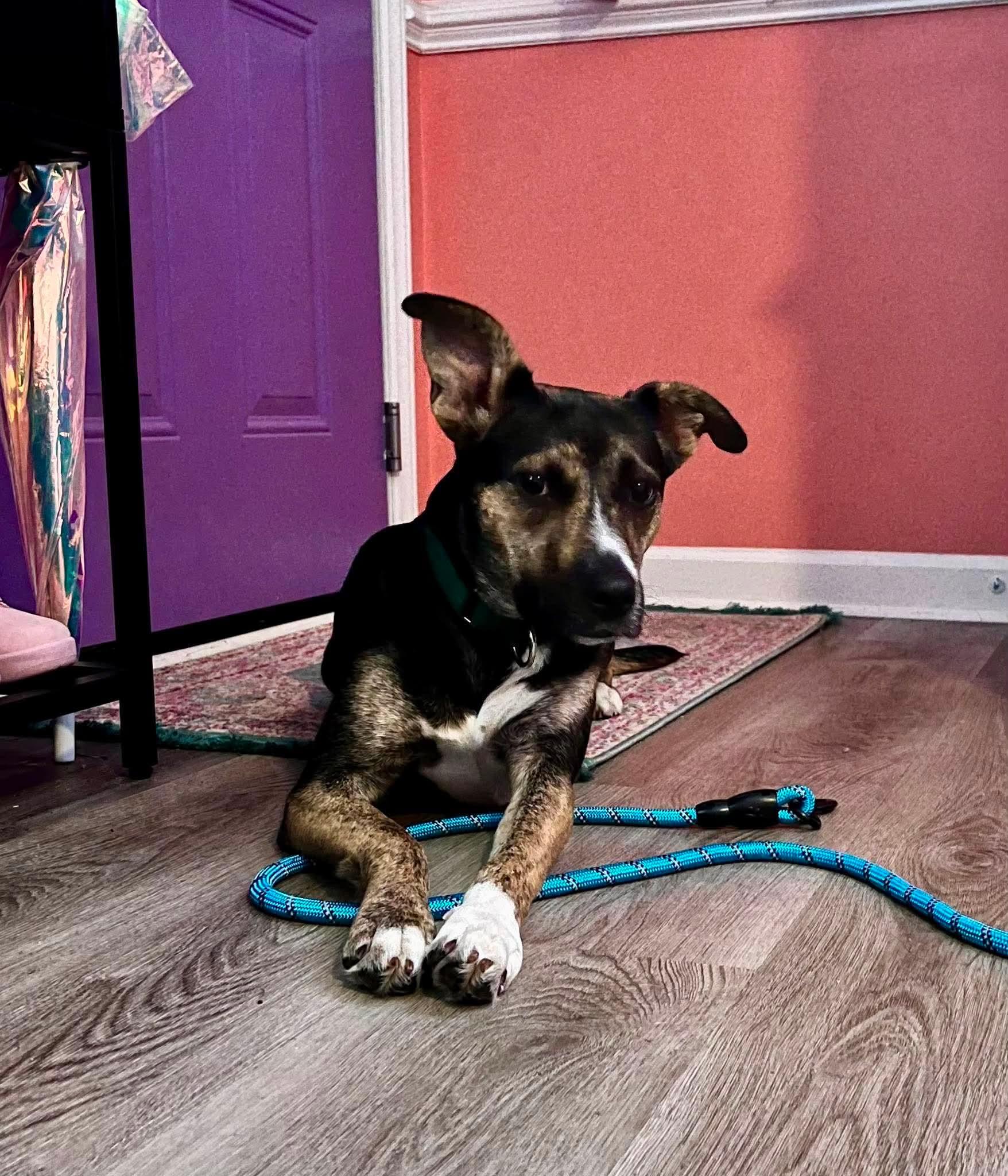 Enlarge Jazzy, a Adoptable Shepherd in Sanford, NC image 2/5