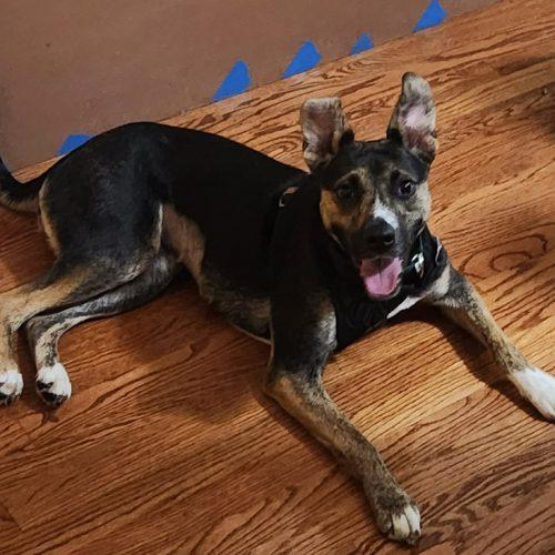 Enlarge Jazzy, a Adoptable Shepherd in Sanford, NC image 3/5