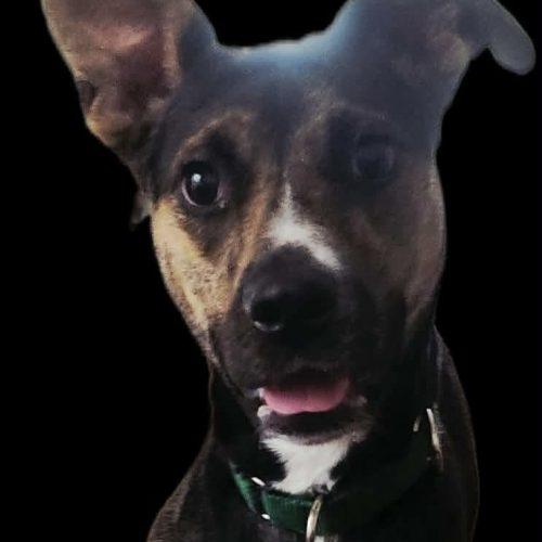 Enlarge Jazzy, a Adoptable Shepherd in Sanford, NC image 4/5