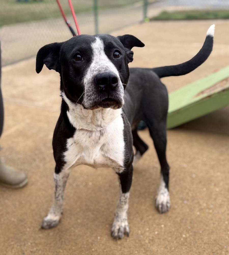 Boomer 25D-336, Adoptable, Adult Male Terrier.
