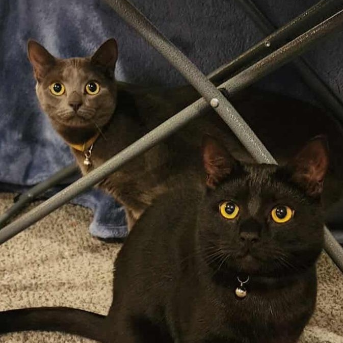 Sally , a ADOPTABLE Domestic Short Hair in Bayonne, NJ image 4/6