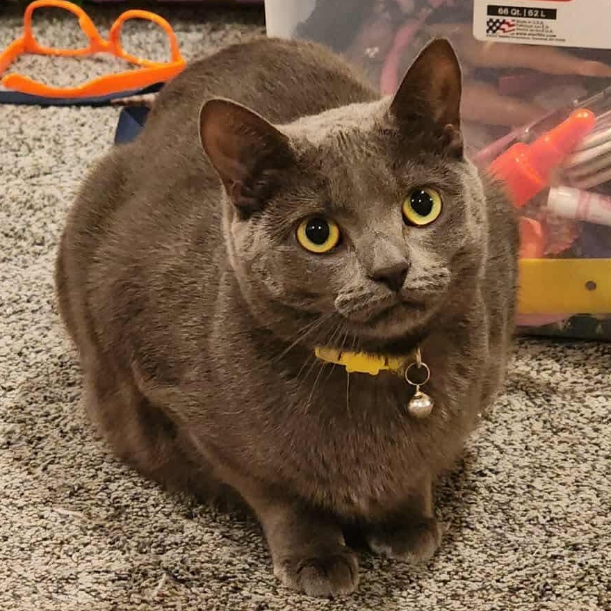 Sally , a ADOPTABLE Domestic Short Hair in Bayonne, NJ image 1/6