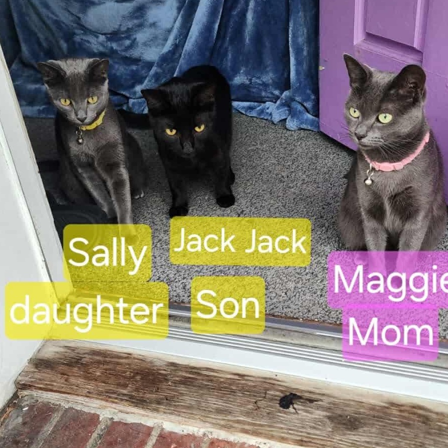 Sally , a ADOPTABLE Domestic Short Hair in Bayonne, NJ image 3/6