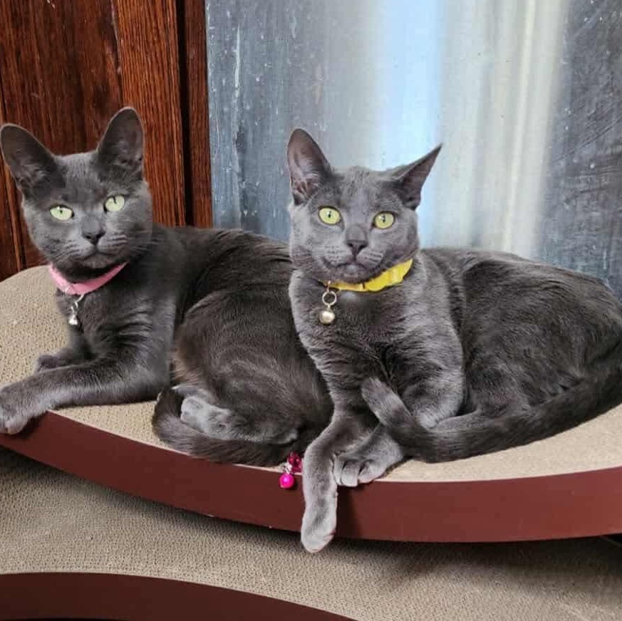 Sally , a ADOPTABLE Domestic Short Hair in Bayonne, NJ image 5/6