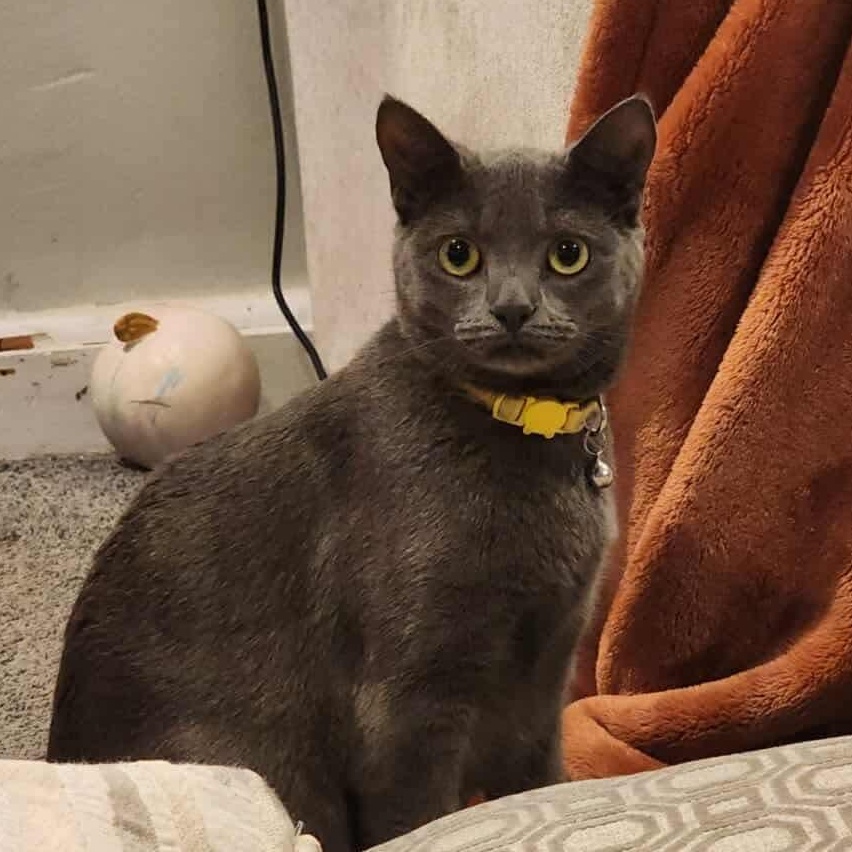 Sally , a ADOPTABLE Domestic Short Hair in Bayonne, NJ image 2/6