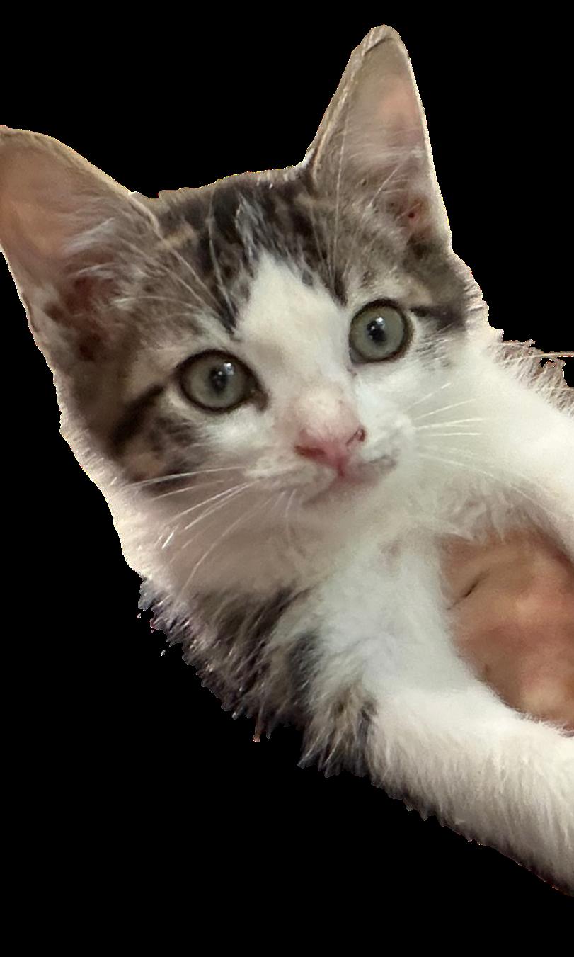 Enlarge Sweet Rascal, a Adoptable Domestic Short Hair in Boston, MA image 3/4