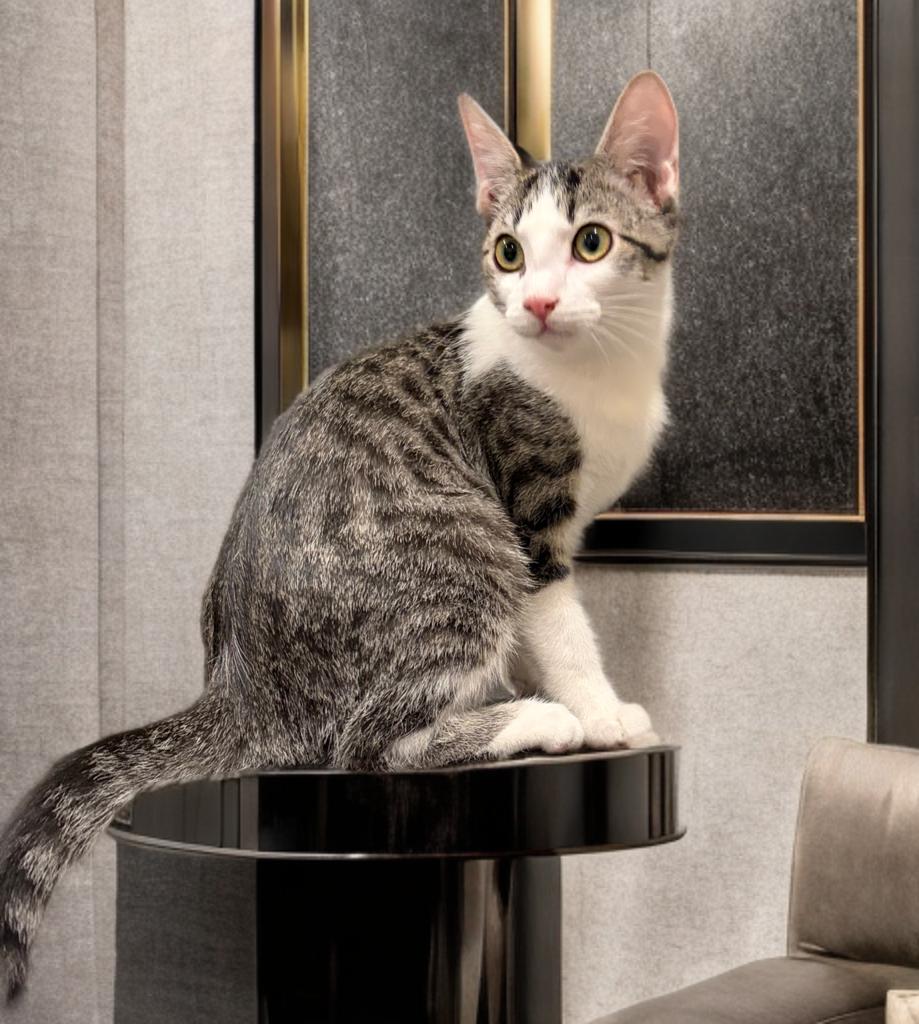 Enlarge Sweet Rascal, a Adoptable Domestic Short Hair in Boston, MA image 2/4