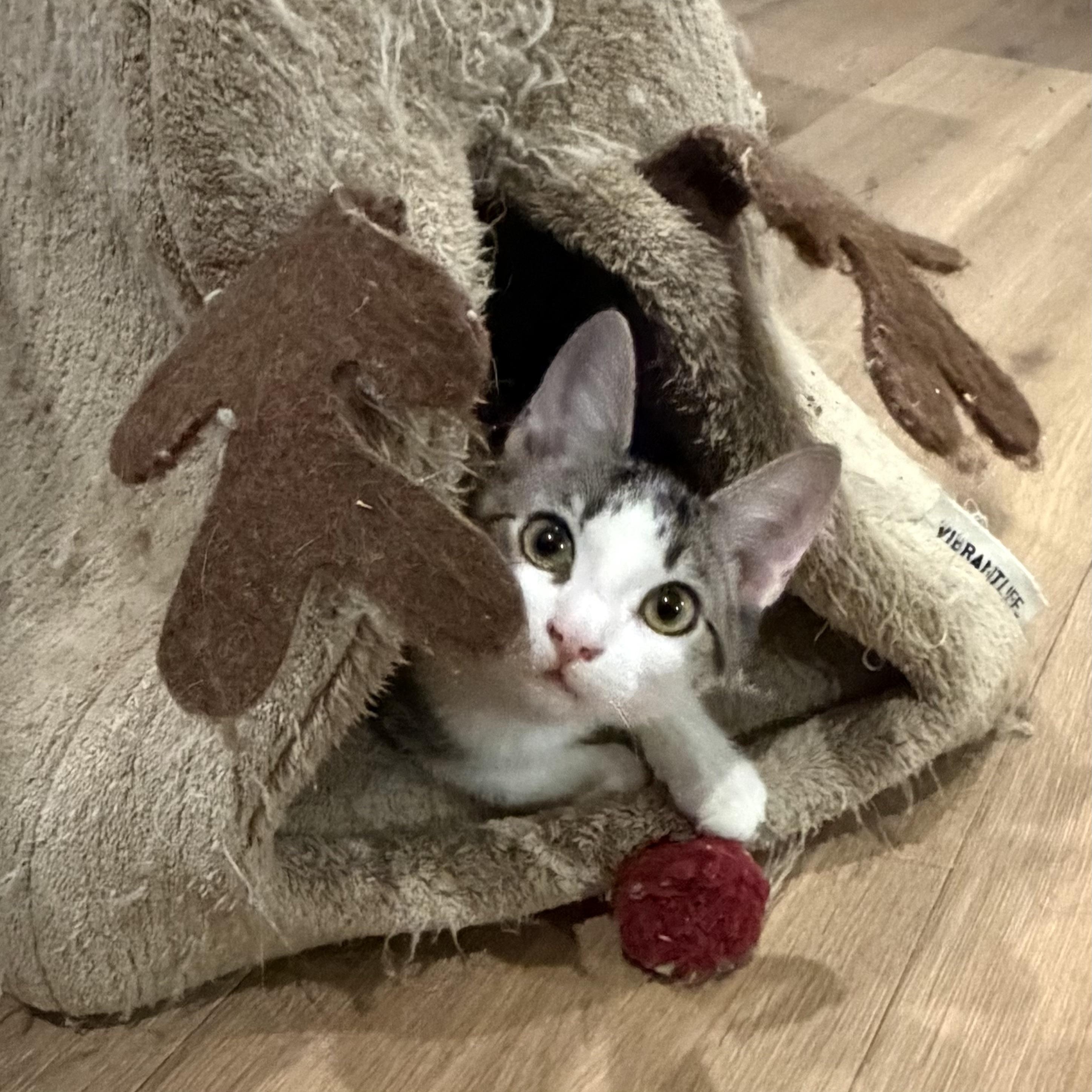 Enlarge Sweet Rascal, a Adoptable Domestic Short Hair in Boston, MA image 1/4