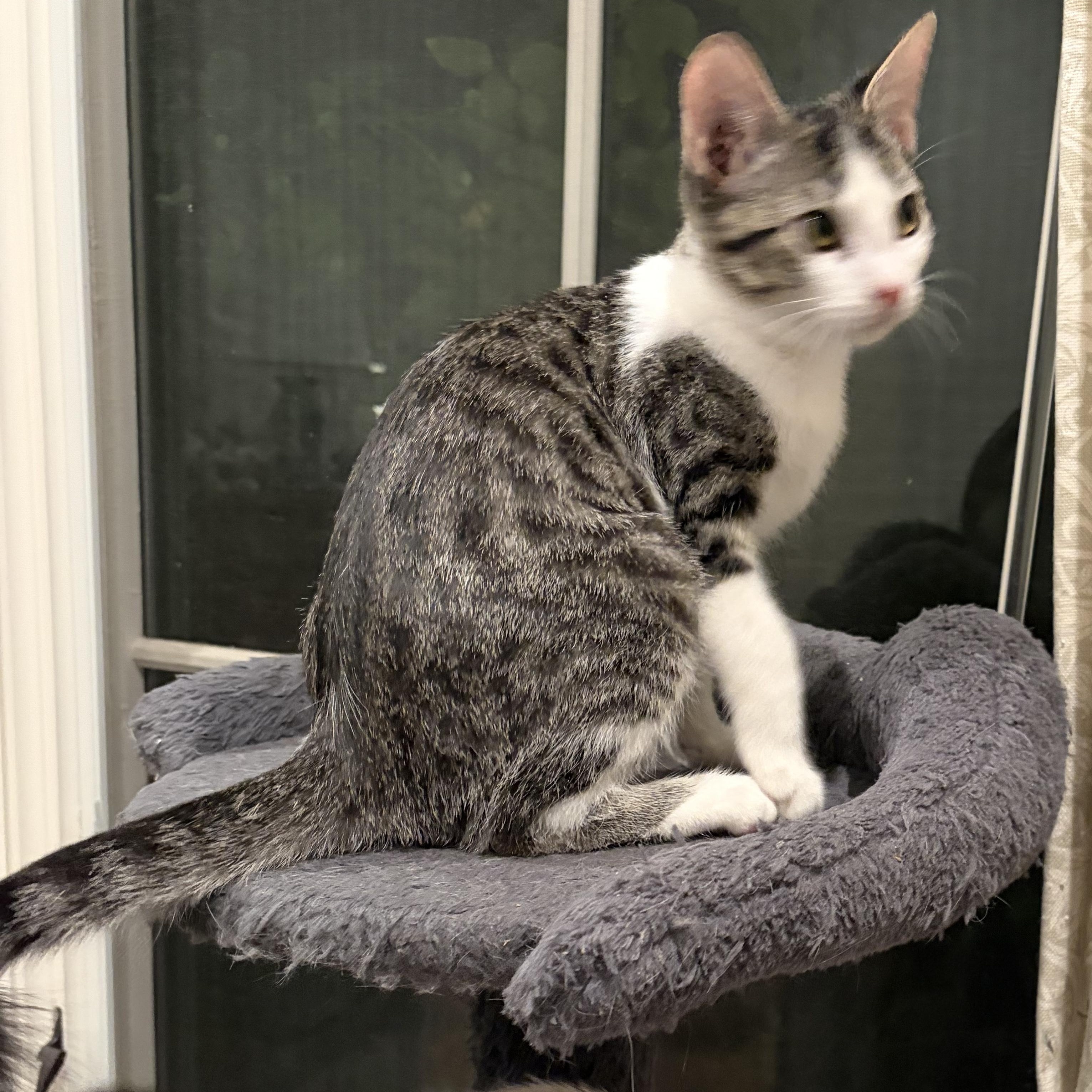 Enlarge Sweet Rascal, a Adoptable Domestic Short Hair in Boston, MA image 4/4