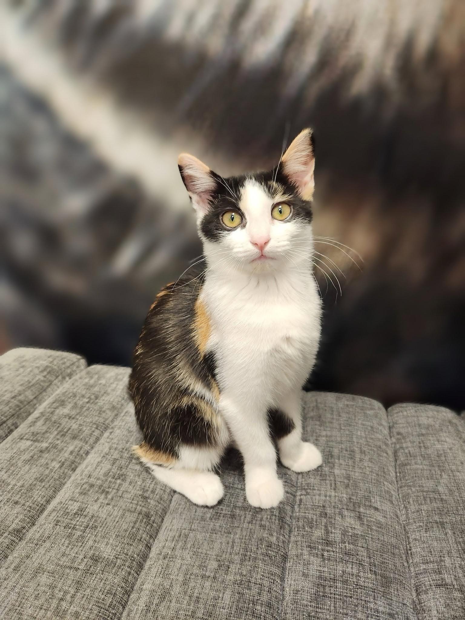 Enlarge Grapenut, a Adoptable Domestic Short Hair in Apex, NC image 1/6