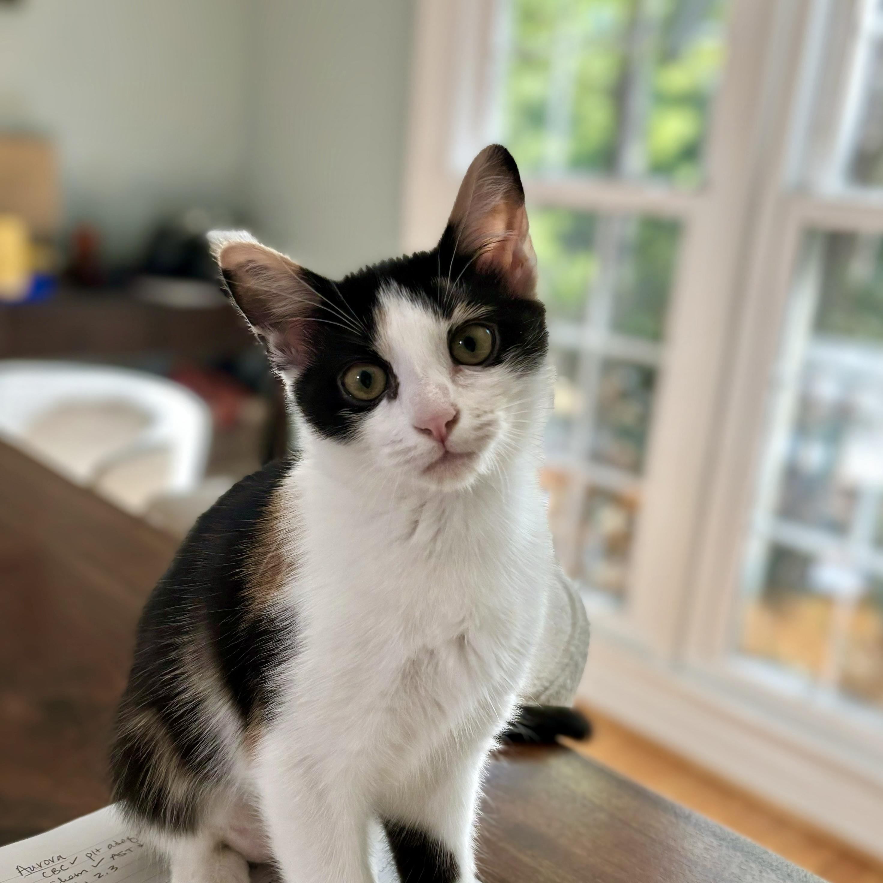 Enlarge Grapenut, a Adoptable Domestic Short Hair in Apex, NC image 3/6
