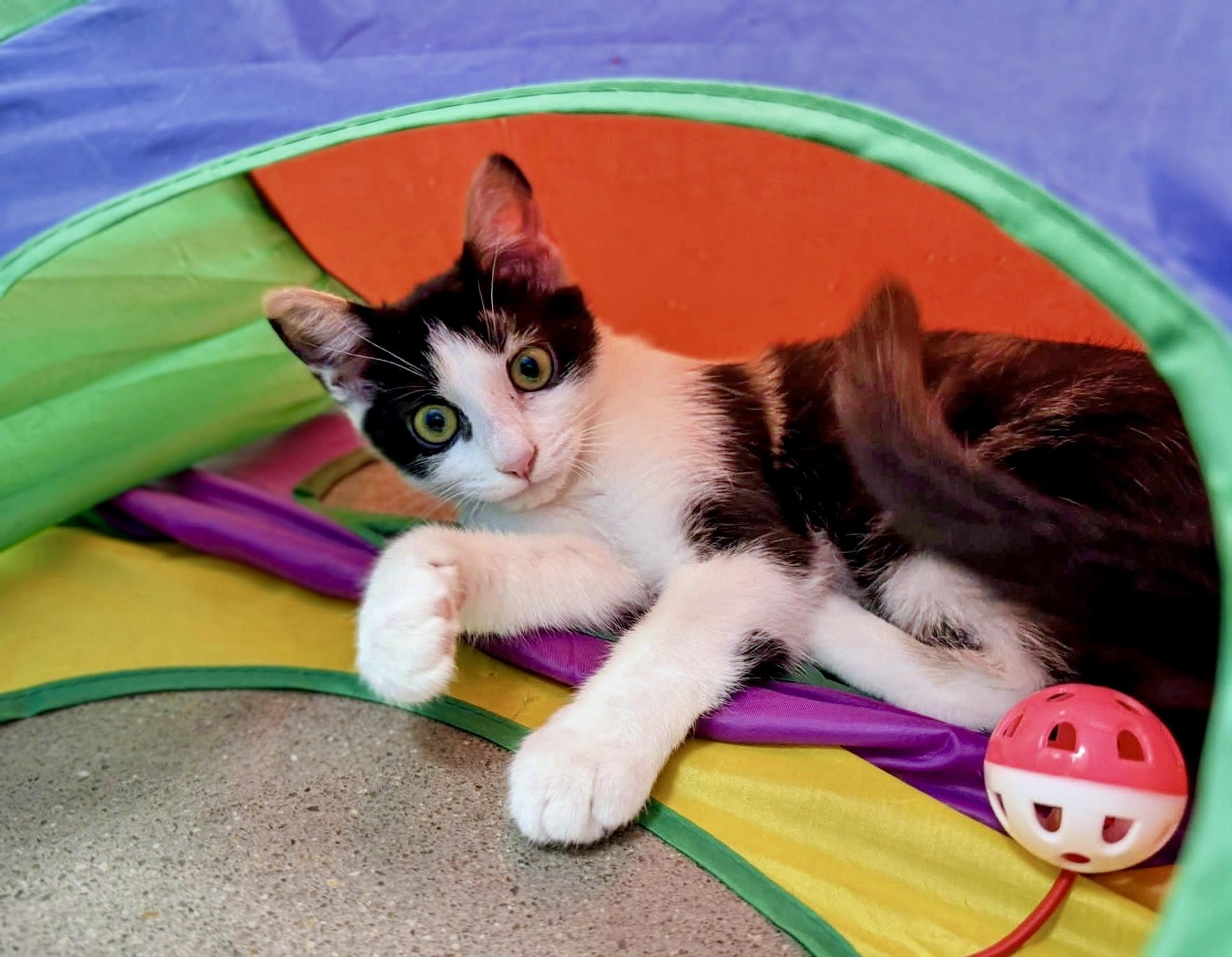 Enlarge Grapenut, a Adoptable Domestic Short Hair in Apex, NC image 5/6